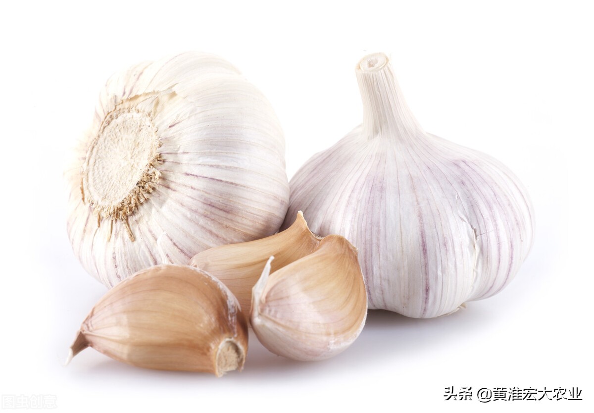 今天云南鲜蒜苔批发价格,现在云南鲜蒜最新价格