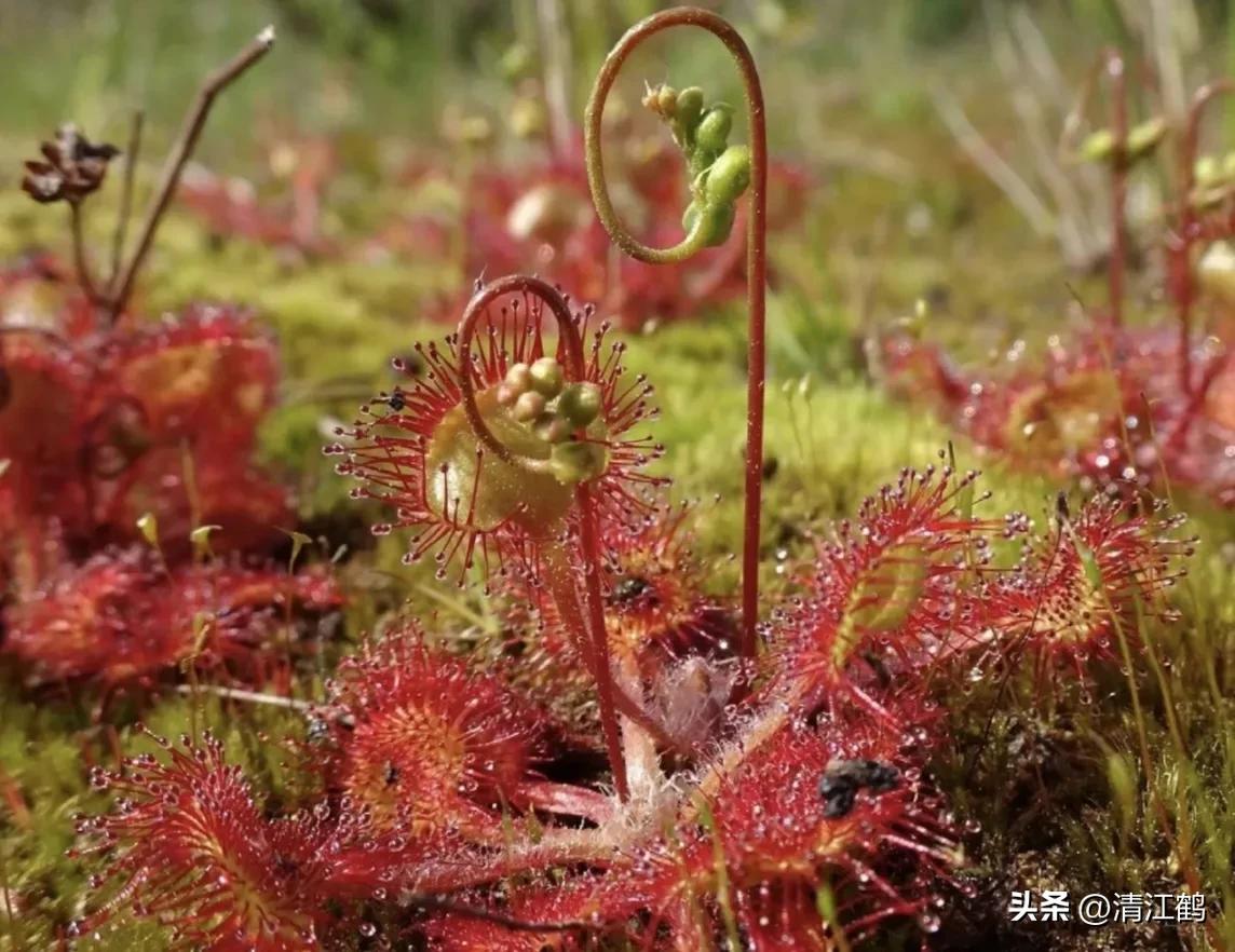 有什么推荐的食虫植物,又好看又便宜的食虫植物