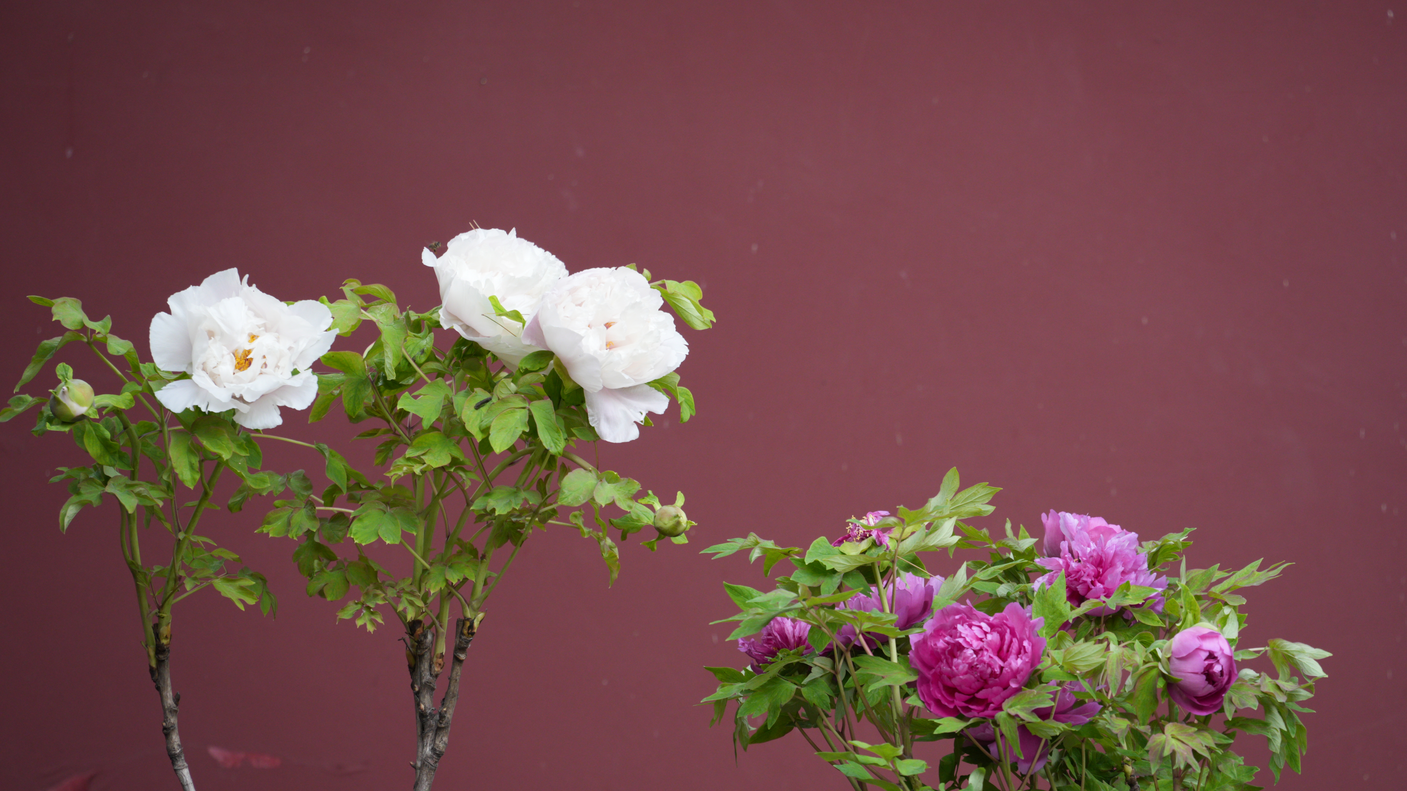 我的春城年|昙华寺花潮会牡丹花怒放