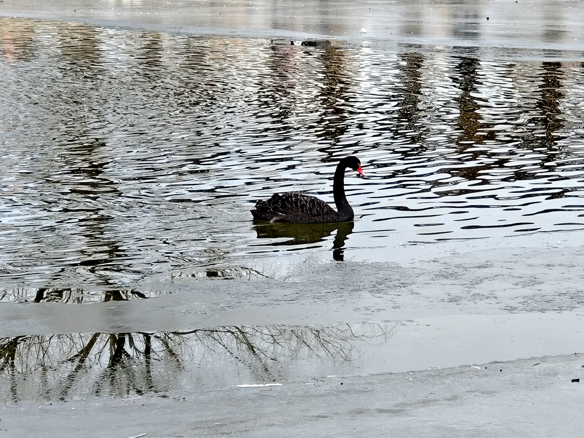现在两千左右值得入手的iqoo手机,两千五以内最值得入手的iqoo手机