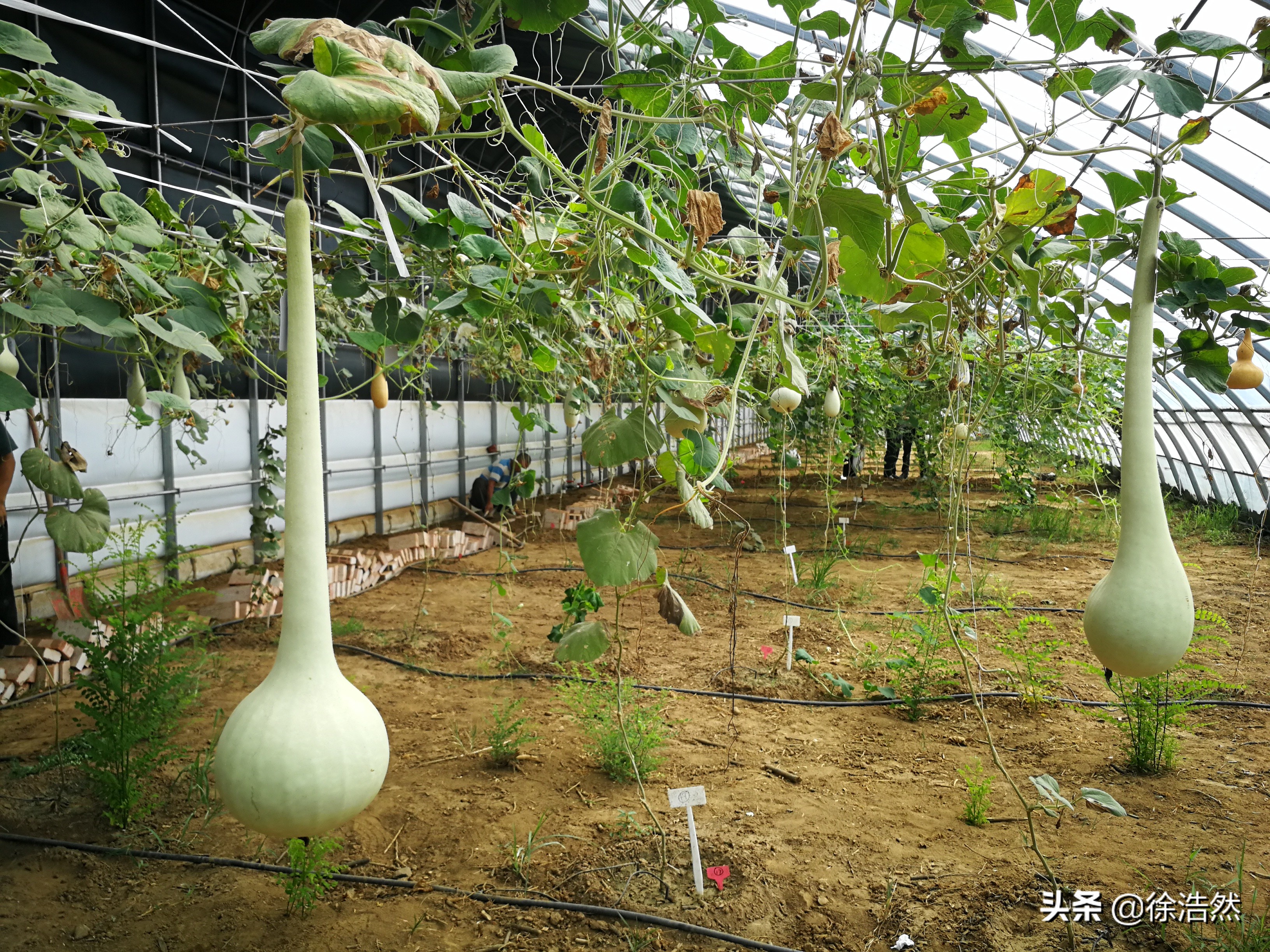 葫芦发家致富,种大葫芦利润