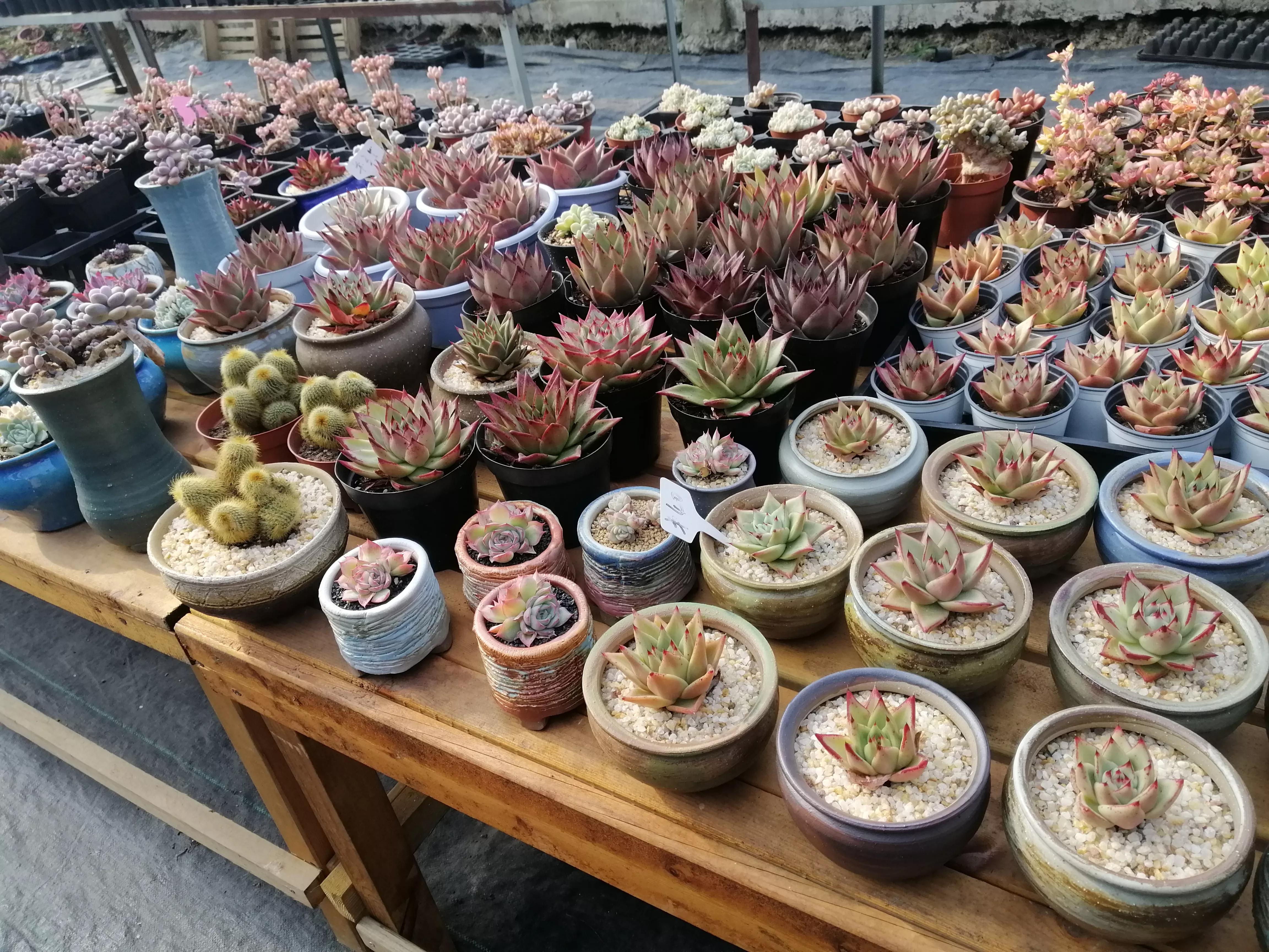 北湖共享农庄,澄湖农庄农家乐