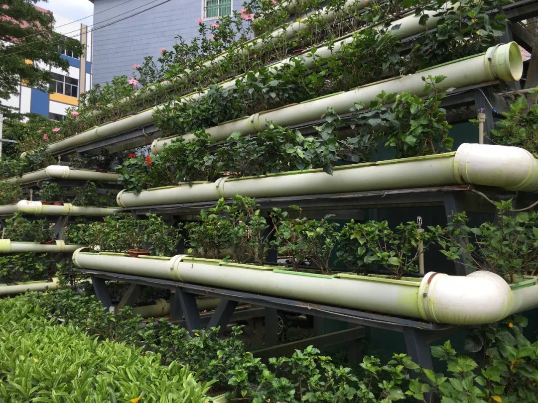 《旭光骑行深圳》第22站——龙华区观湖街道