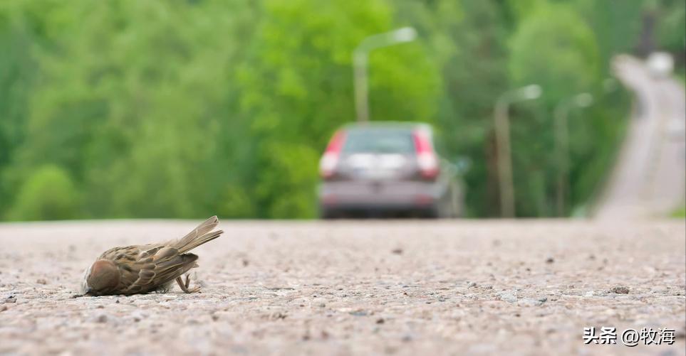 麻雀的寿命大约能活到多少,麻雀的寿命最长能活多少年