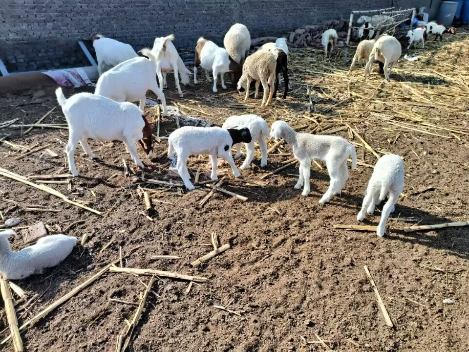 回农村创业适合养殖什么不愁销路,农村适合养殖什么行业