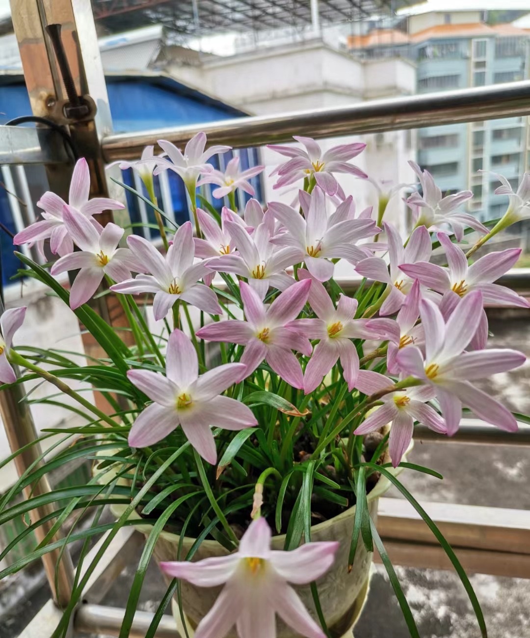 浪漫且美丽好养的花,初恋适合养的花