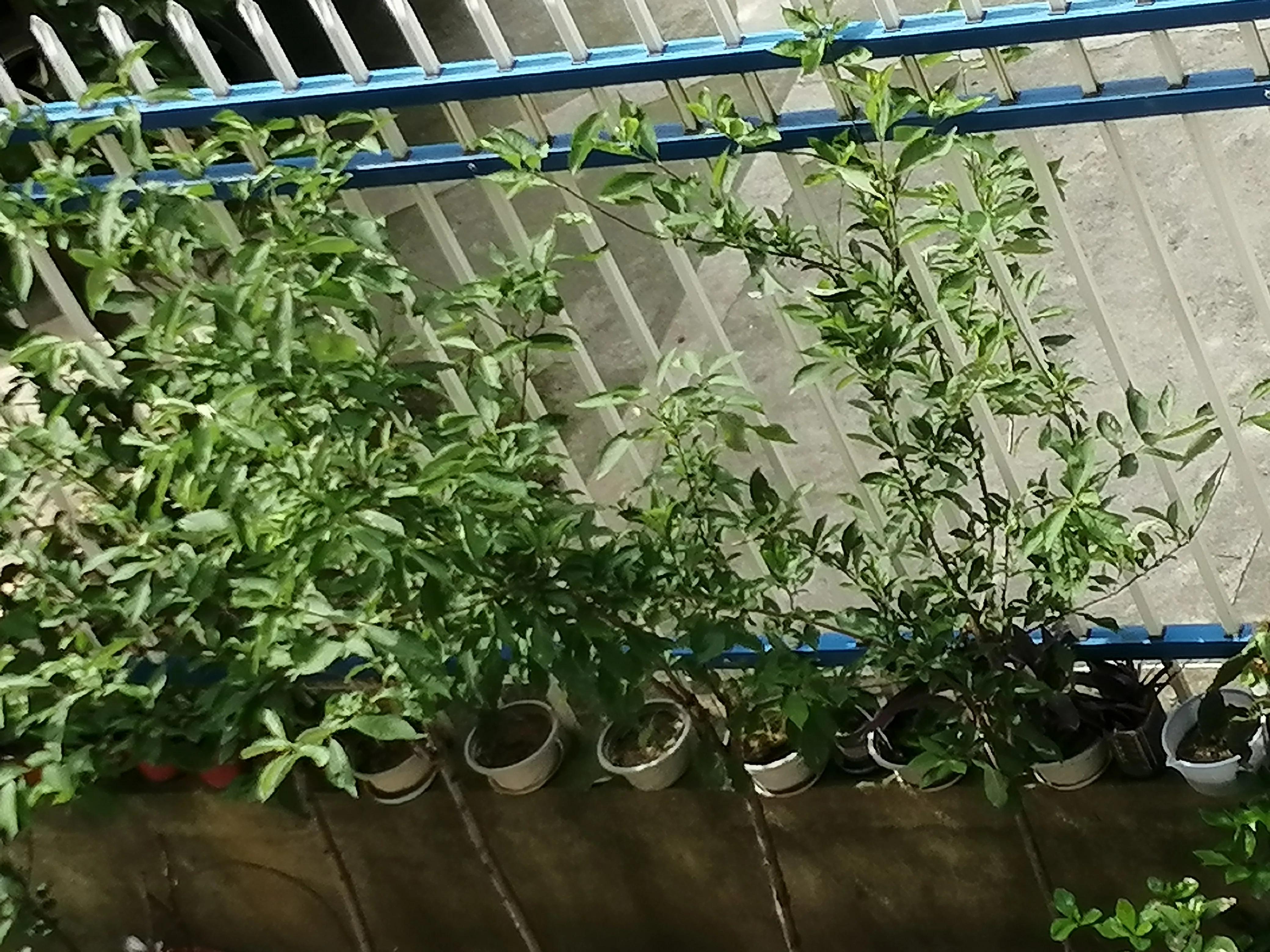 为什么别人给我打电话手机未显示,别人拨打电话手机无显示