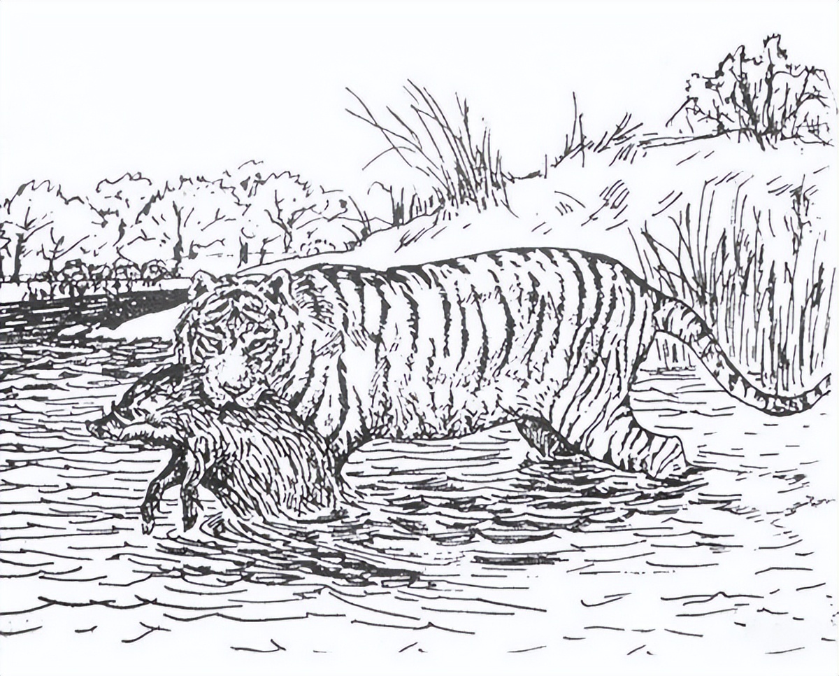 白色的东北虎为什么灭绝了,远东巨虎为什么灭绝的