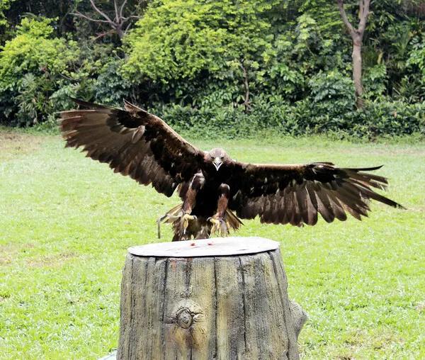 广州长隆野生动物世界有大象吗,广州长隆野生动物世界有多少动物
