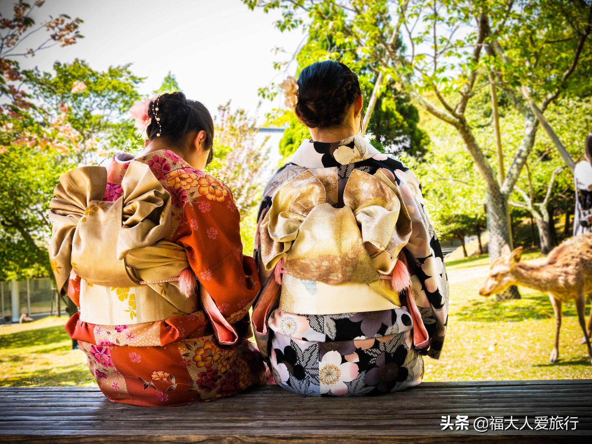 奈良看小鹿片段,奈良看小鹿和樱花