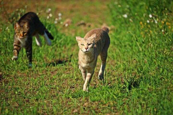 什么样的猫是旺家喵,旺家猫的长相和特征
