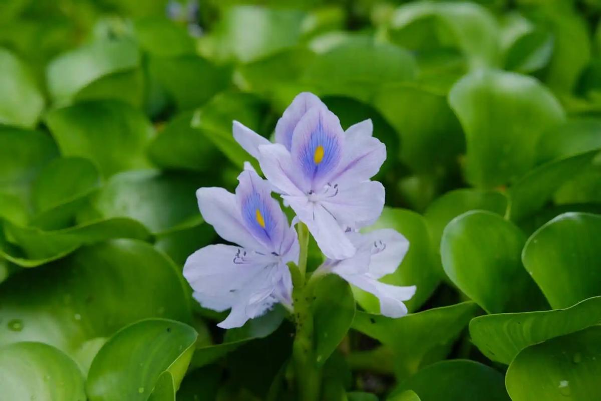 为啥柬埔寨还大量种植水葫芦,柬埔寨的水葫芦怎么变废为宝