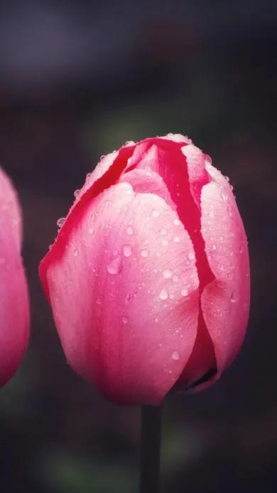 一花一世界一念一佳人的图片,一花一世界一叶一春秋图片