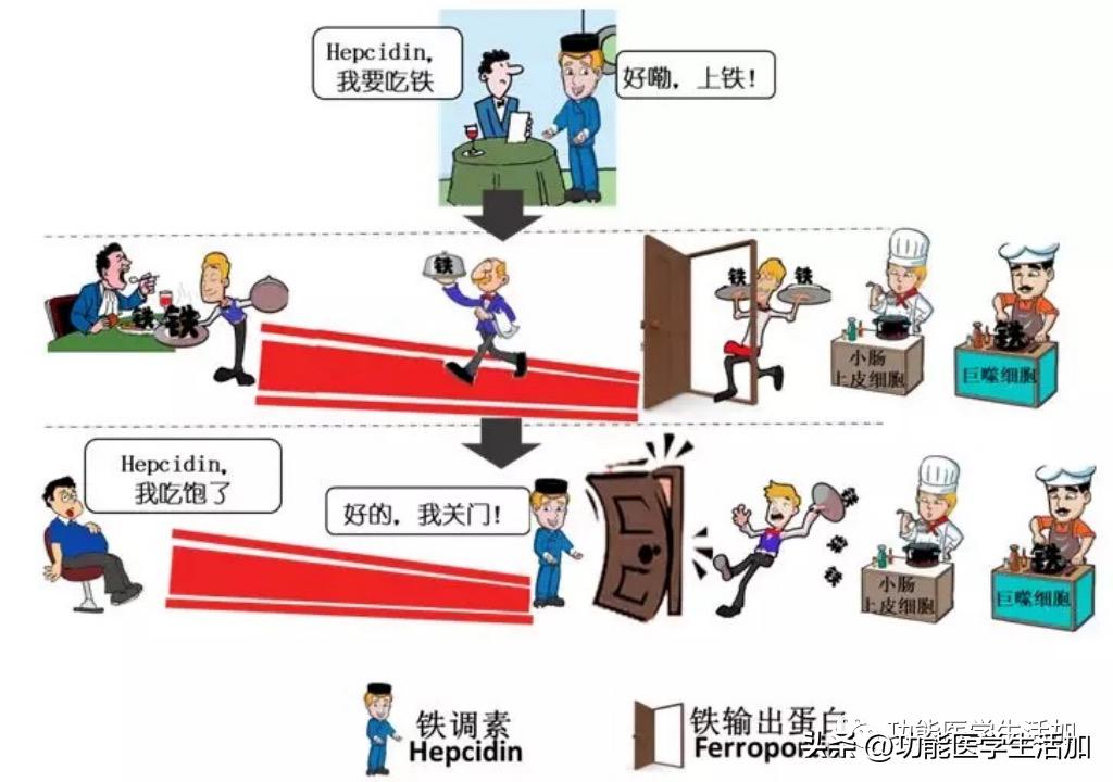 孕期贫血原因及症状及对策,孕期贫血危害与缓解方法