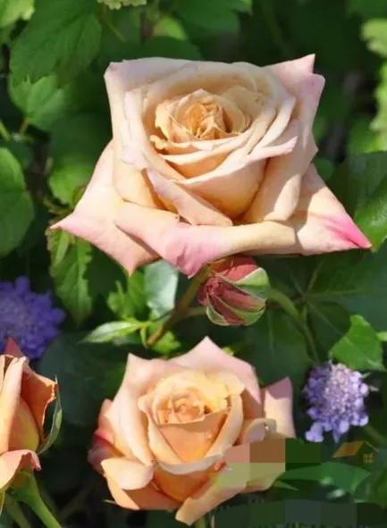 常见切花月季一览（45）