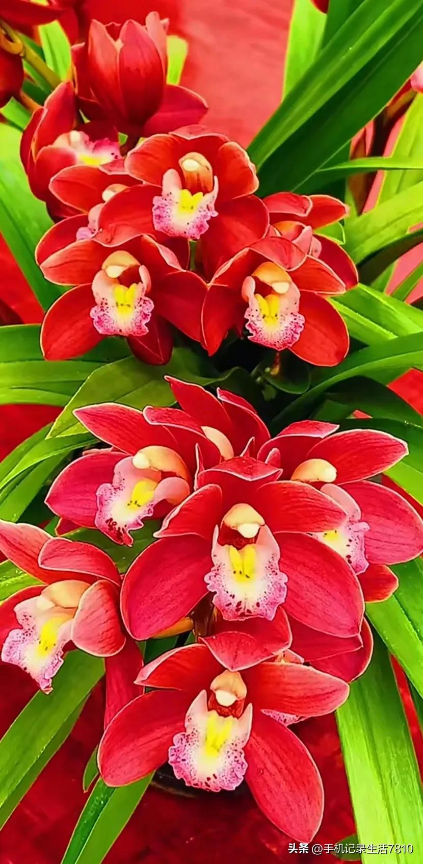 蕙兰花图片欣赏,叶子宽的黄花大蕙兰图片