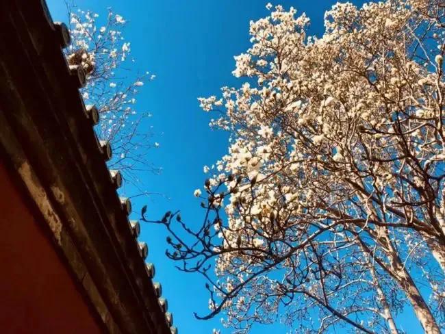 美好春景举家游,美好春日