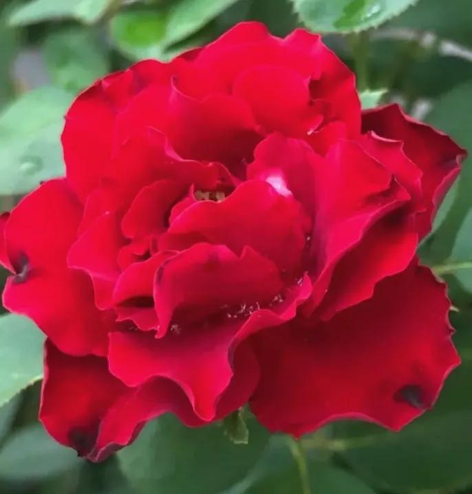 在头条创作4天的心路历程,头条创作注意事项