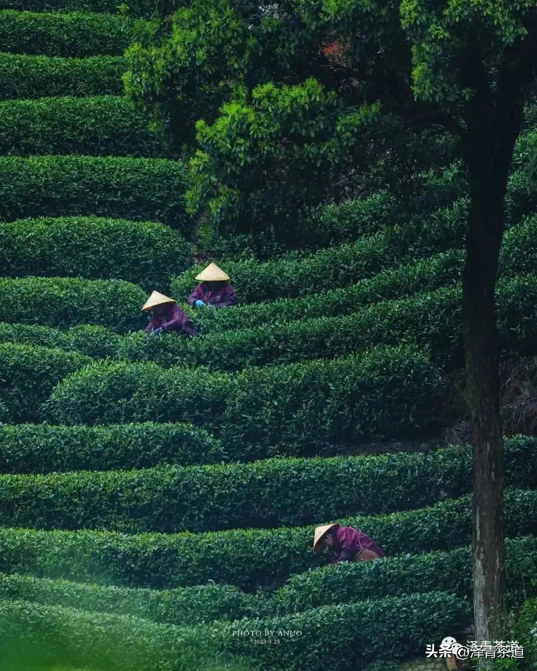 谷雨时节喝谷雨茶的寓意,过了谷雨的茶有什么区别