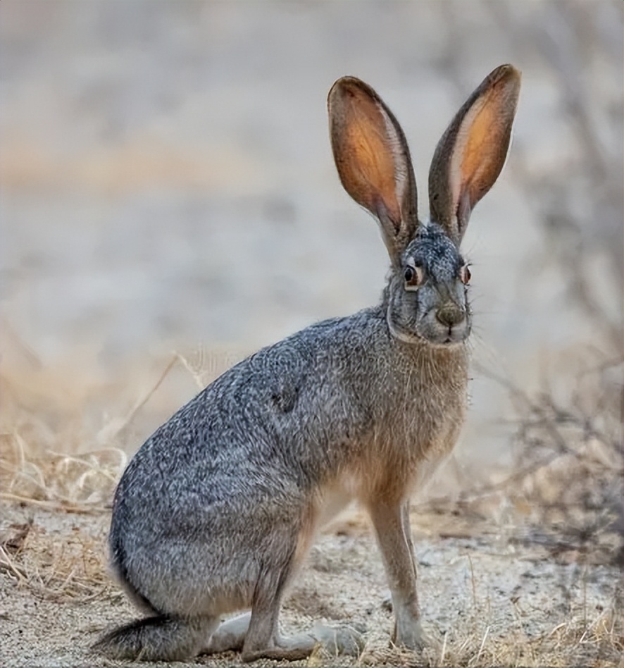 年轻和成年欧洲野兔股骨的形态特征、矿化和力学特性分析