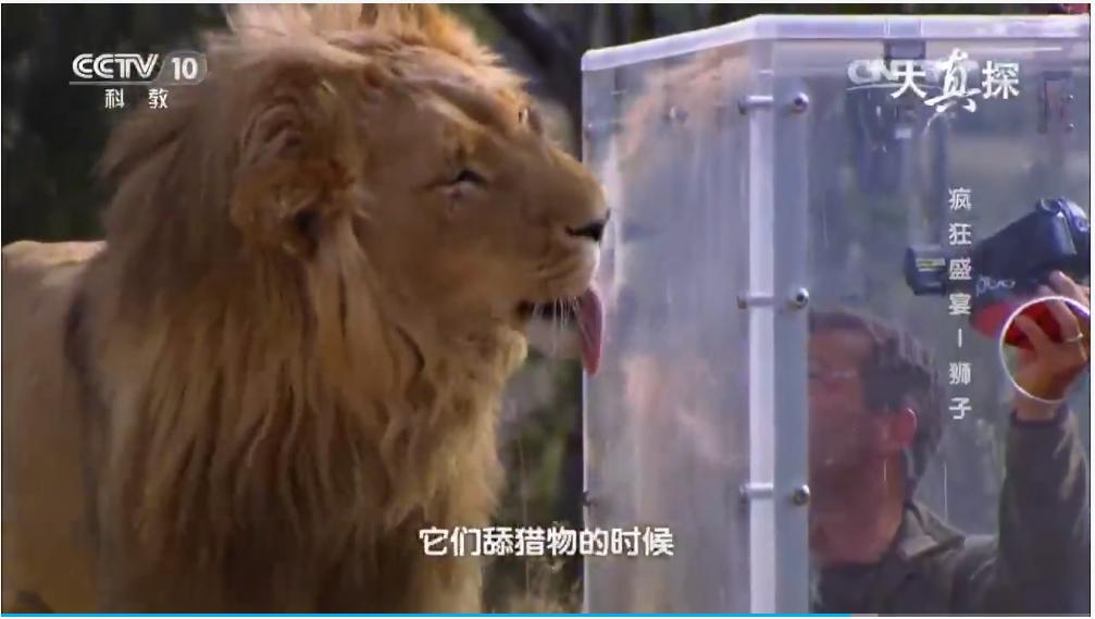 两个外国人吃狮子,两个外国人挑战被各种生物咬