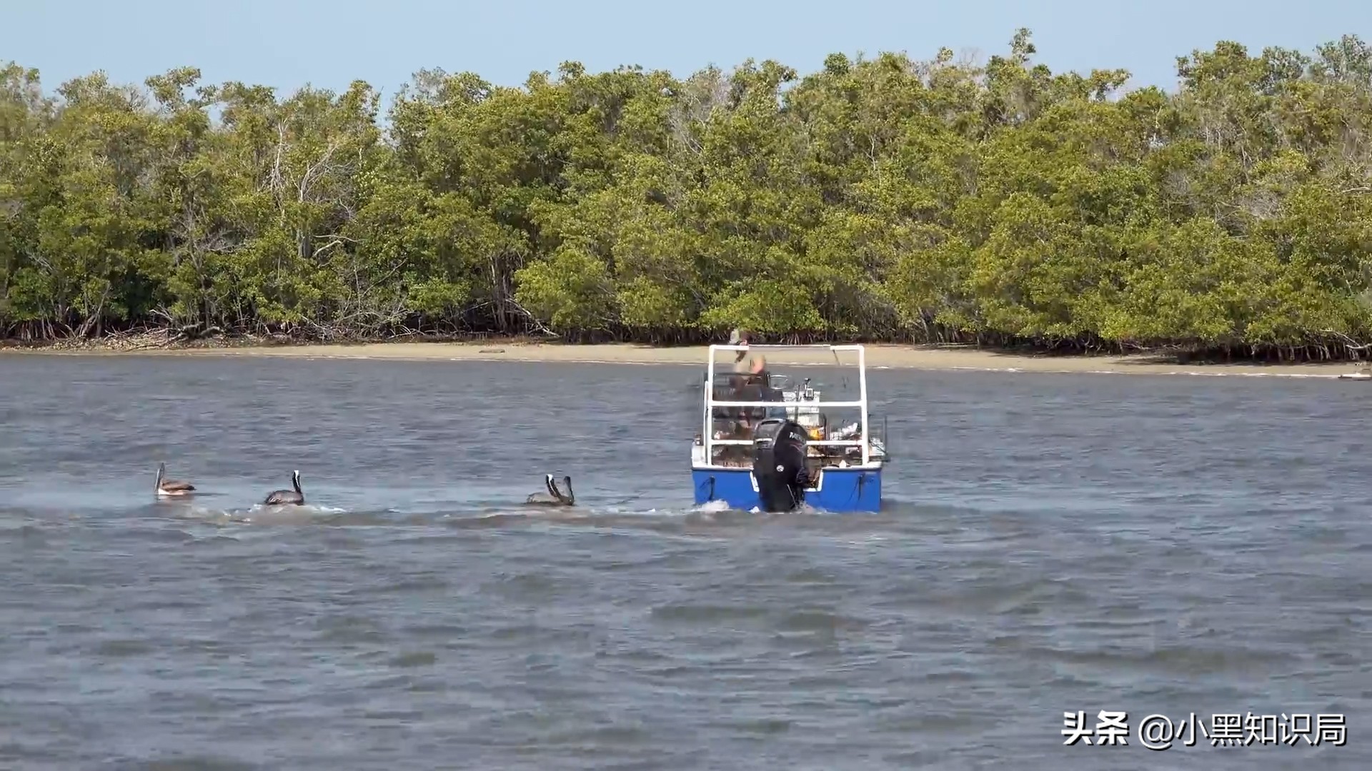 美国再遭生物入侵，30万只缅甸蟒泛滥成灾，最大能长9米，400斤重