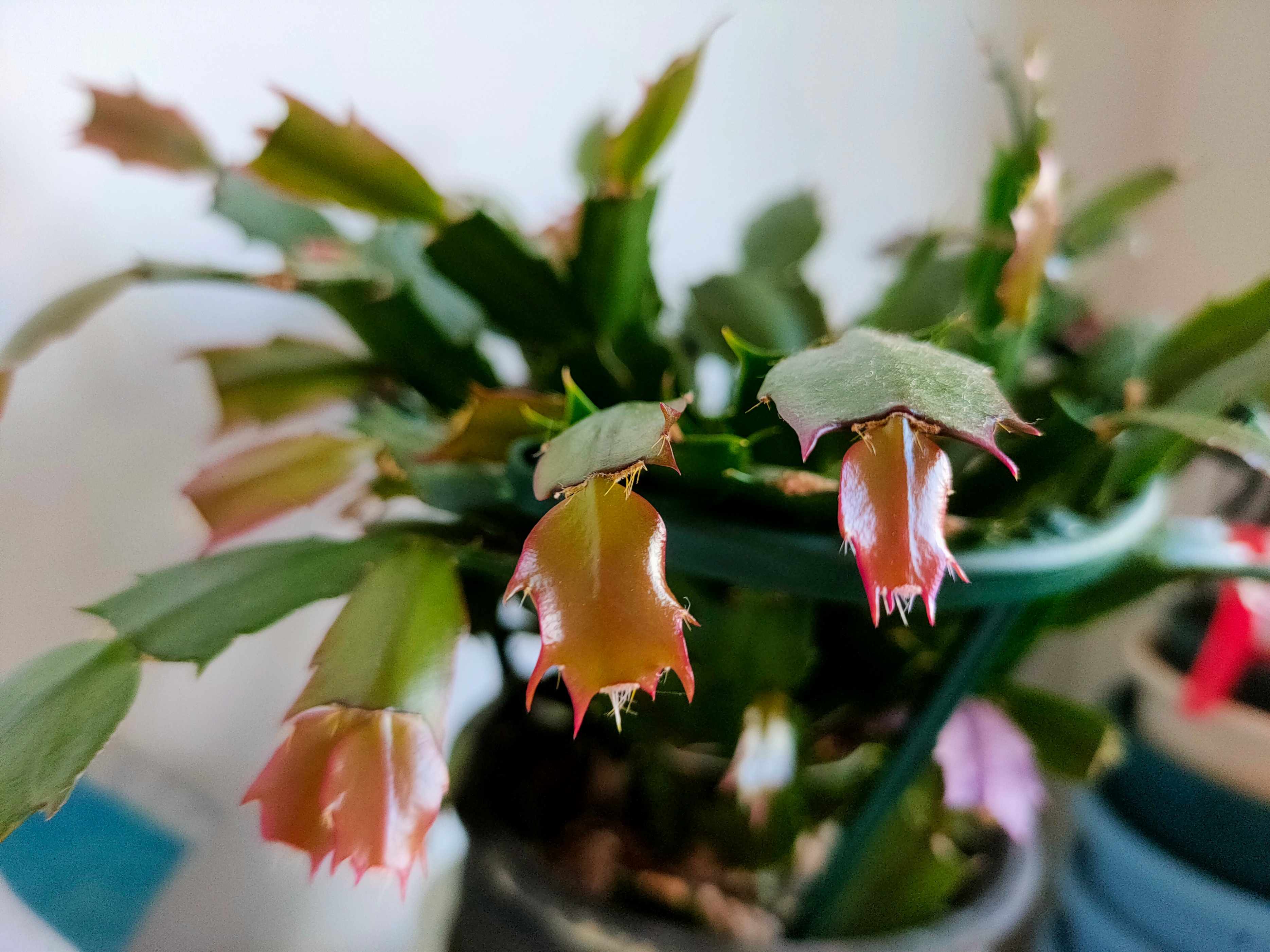 2-3月开花的花卉,3月底种花