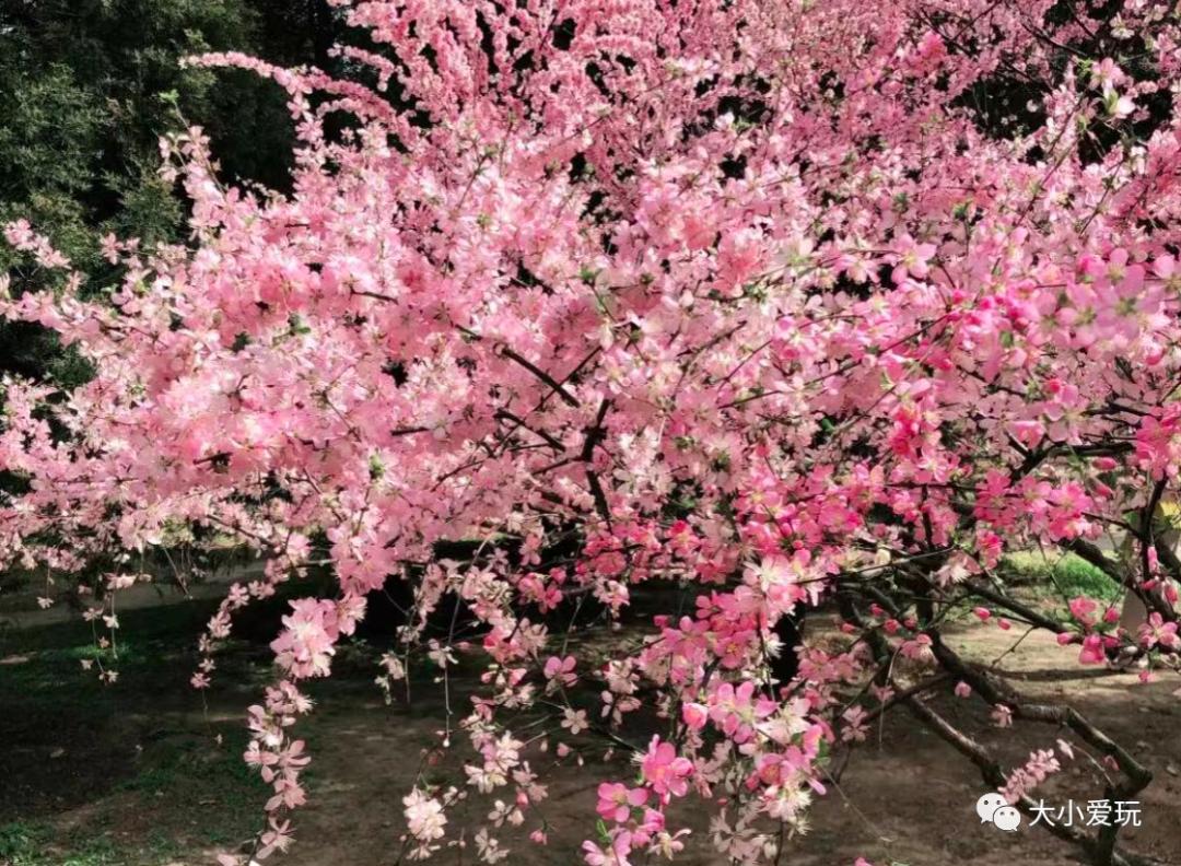 超级美的樱花美景全景,浪漫樱花海美景图