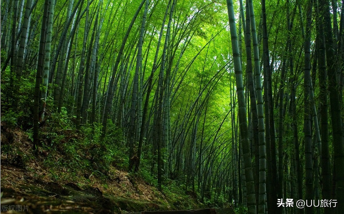 四川最值得去的50个景点,四川南充有哪些旅游景点值得去