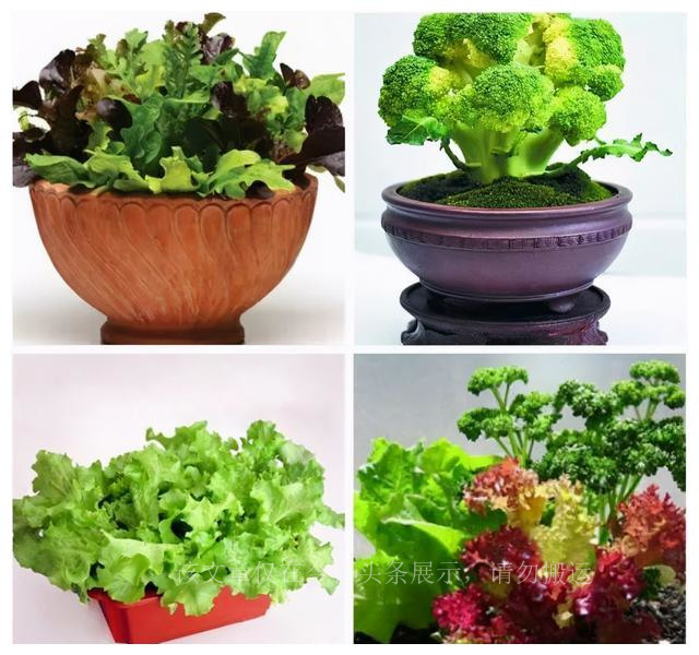 家庭主妇变“种菜达人”一天卖出400盆，把蔬菜当花养，前景诱人