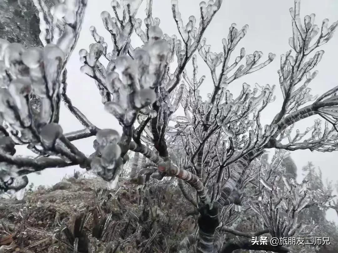 清远金子山旅游攻略看雾凇,广东金子山雪景旅游攻略