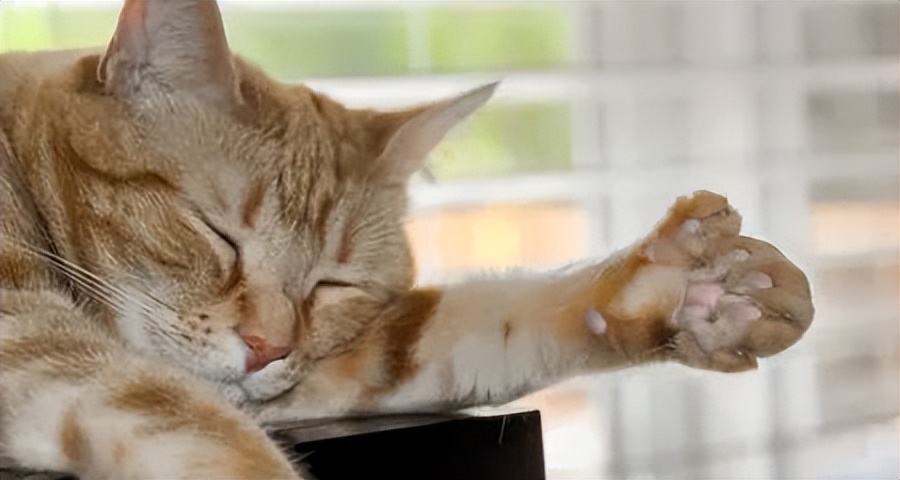 猫咪足部护理的方法,猫咪足部皮肤病