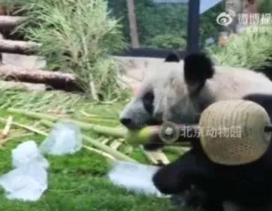 关于丫丫新视频,丫丫最新视频抓起竹子就开啃