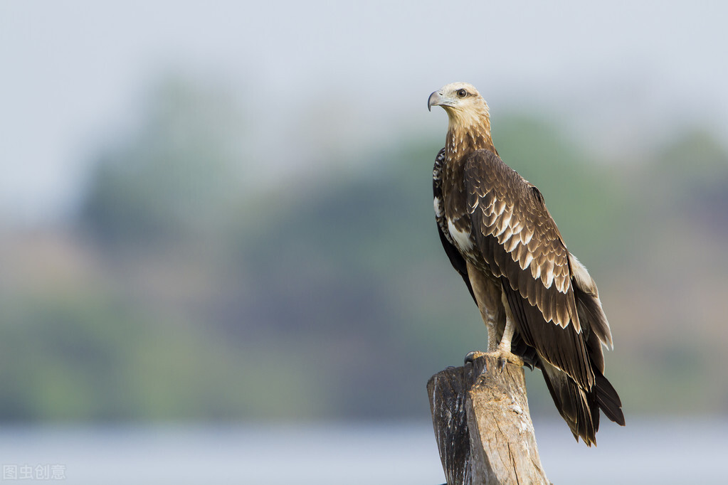 世界60个国家的珍稀国宝,100个国家国宝动物