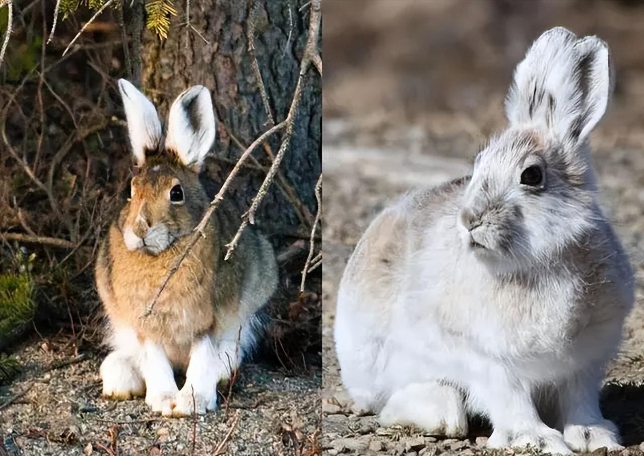 儿童世界动物百科,有哪些动物冬天会变白色