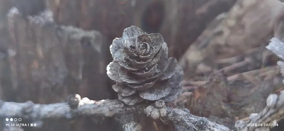 塔里木和喀纳斯,布尔津喀纳斯吉木乃