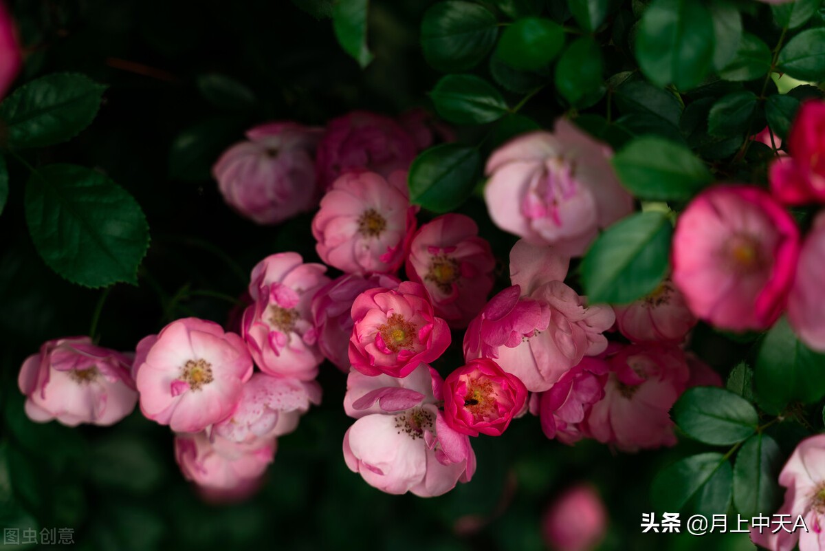 咏月季花的诗,月季花七绝诗