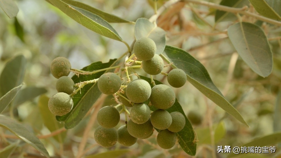 同在非洲大陆，同胞国家忍饥挨饿，它还出口牛油果、芝麻到中国