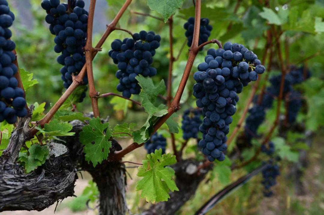 香格里拉葡萄酒产区,探秘云南香格里拉