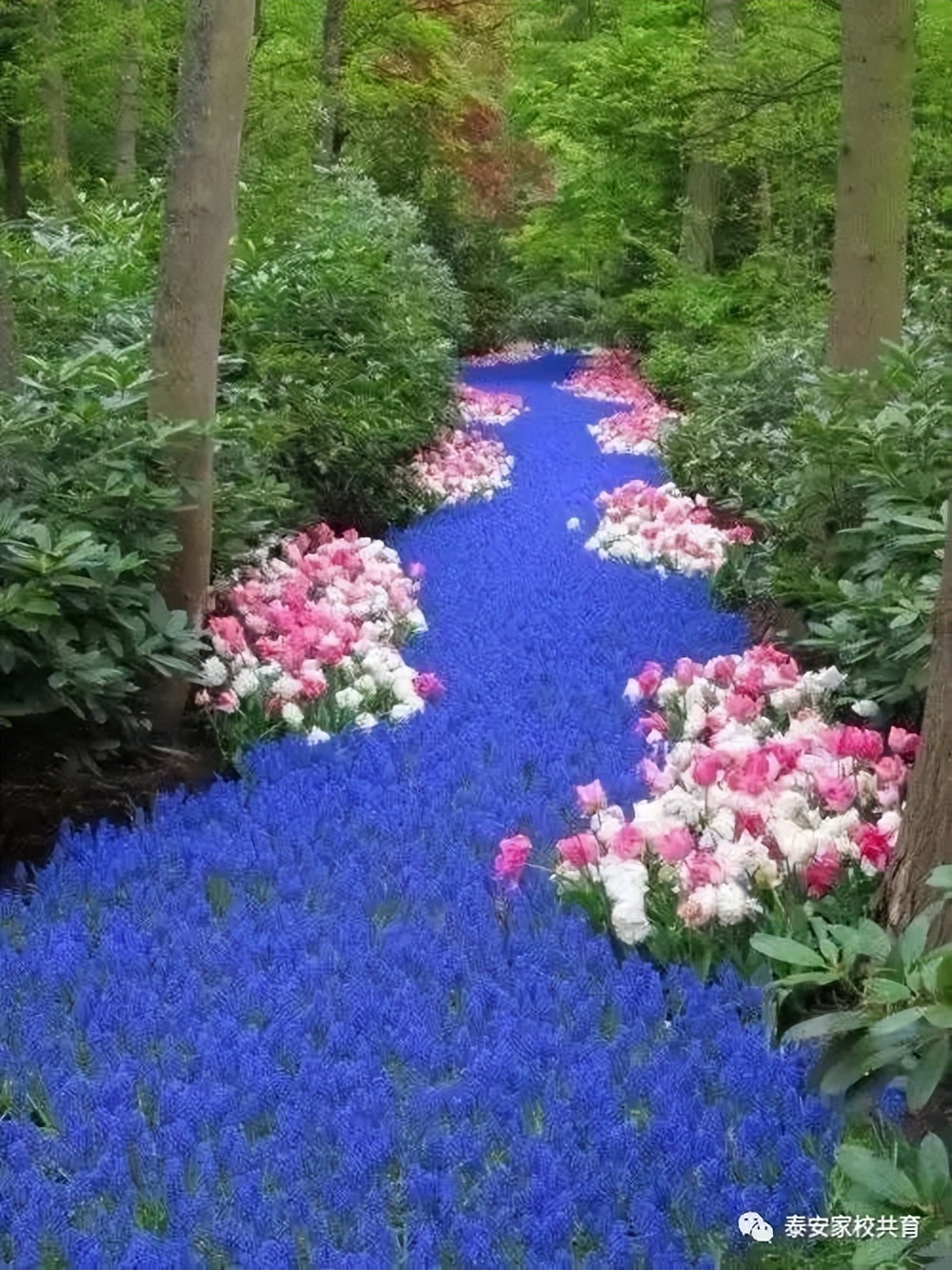 怎样才能学好语文日记,怎样才能学好语文作文