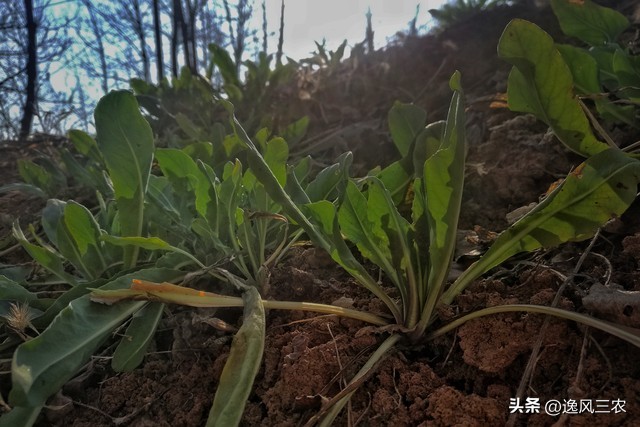 一亩地种植什么药材最赚钱,50亩种什么药材最有前景