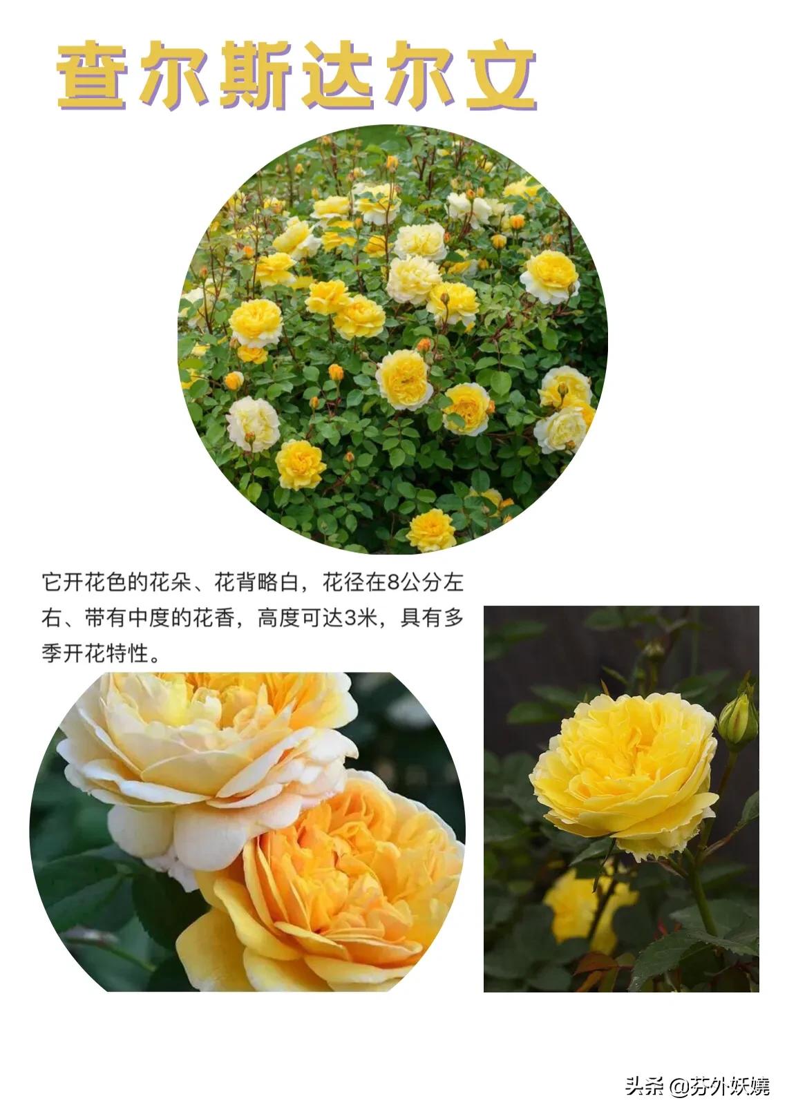 18棵月季花,月季花抗病能力强又有香味的品种