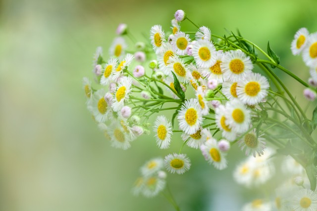 生命存在的四个条件,生命的真相就是返本归真