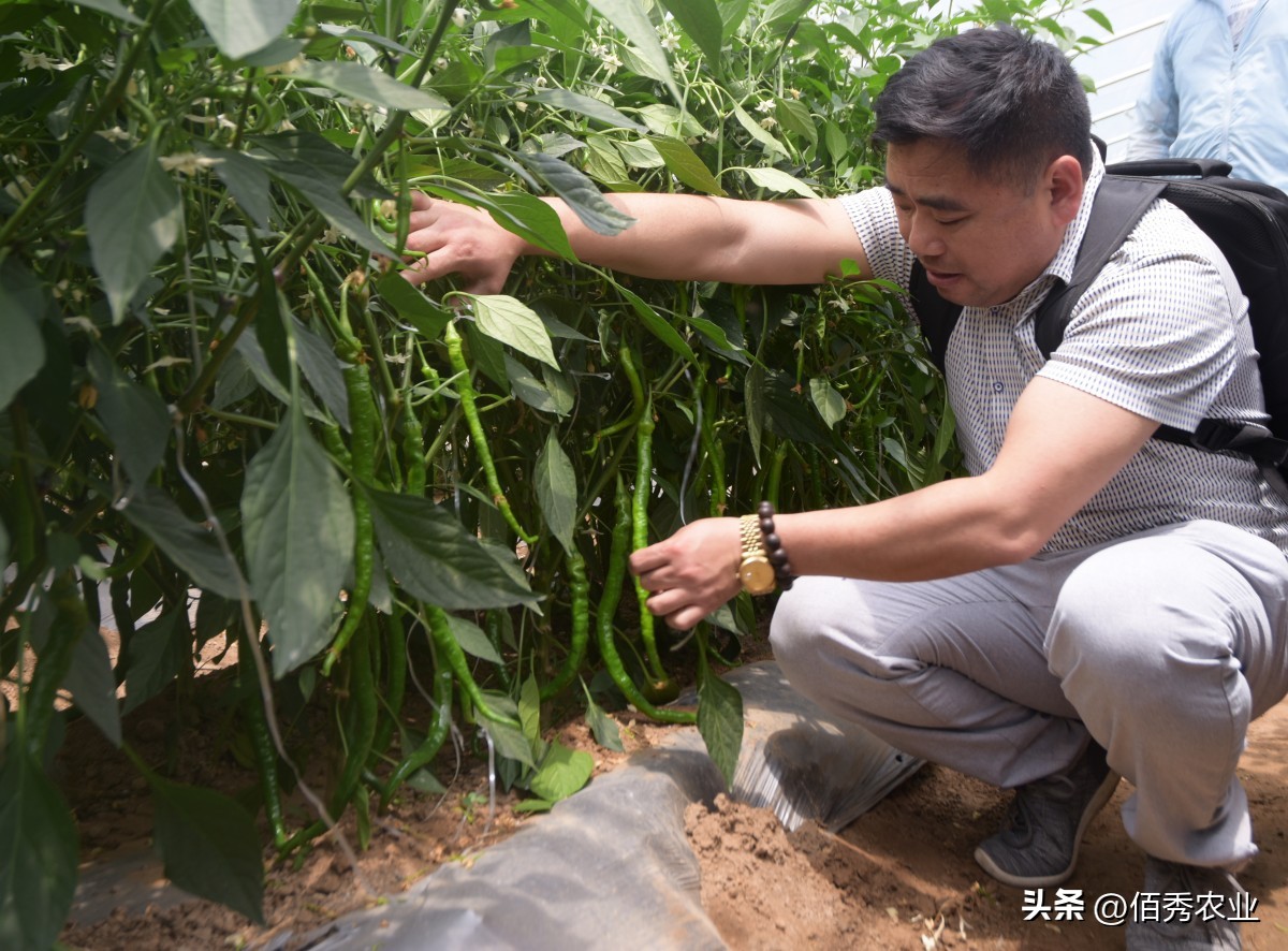 能治虫又能杀螨老牌杀虫剂,强力杀菌除螨用什么药