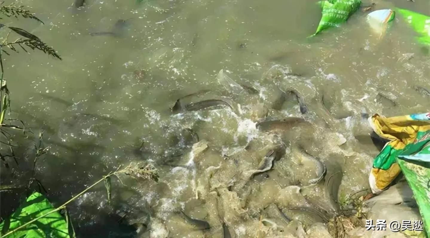 放生是否为了求功德,放生塘鲺的功德