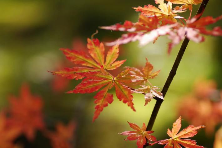秋季的养生茶配些什么东西好喝呢,秋天应饮用什么茶有利健康