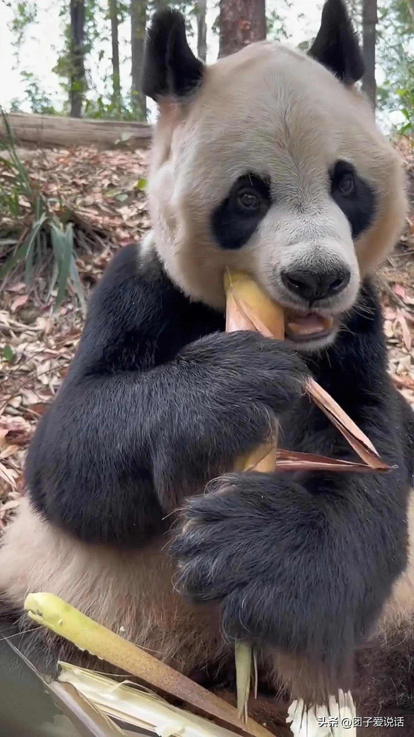 广东广州长隆动物世界看大熊猫,认识成都大熊猫