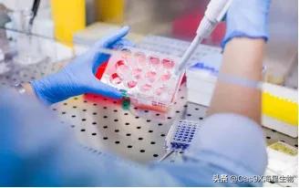 支原体的检测方法,支原体的检测方法常用