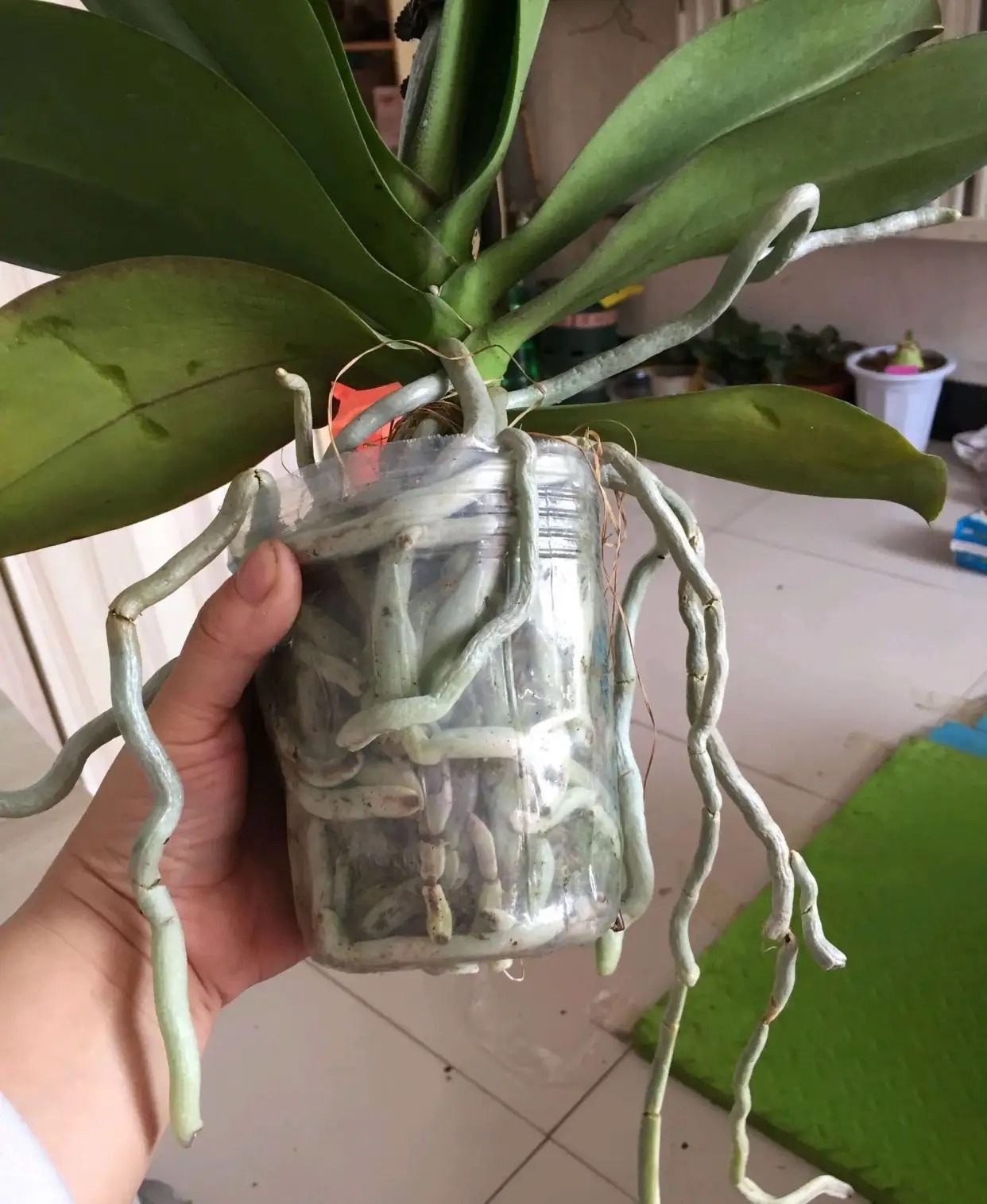 新手养蝴蝶兰技巧,新手养蝴蝶兰怎么养