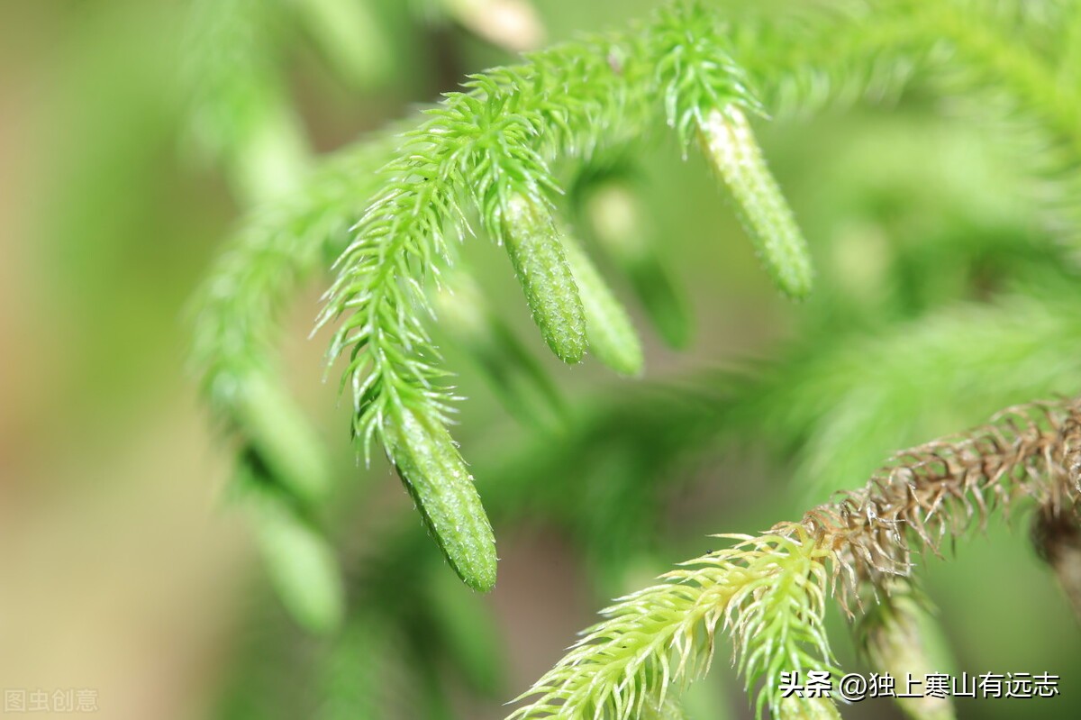 伸筋草祛风湿强筋骨,伸筋草外洗的奇效